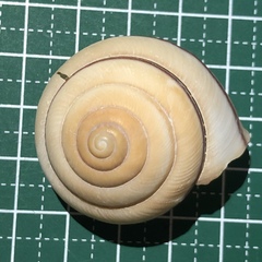 Satsuma