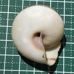 Satsuma