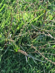 Rumex brownii