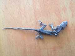Gekko japonicus