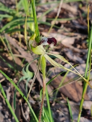 Caladenia atrovespa