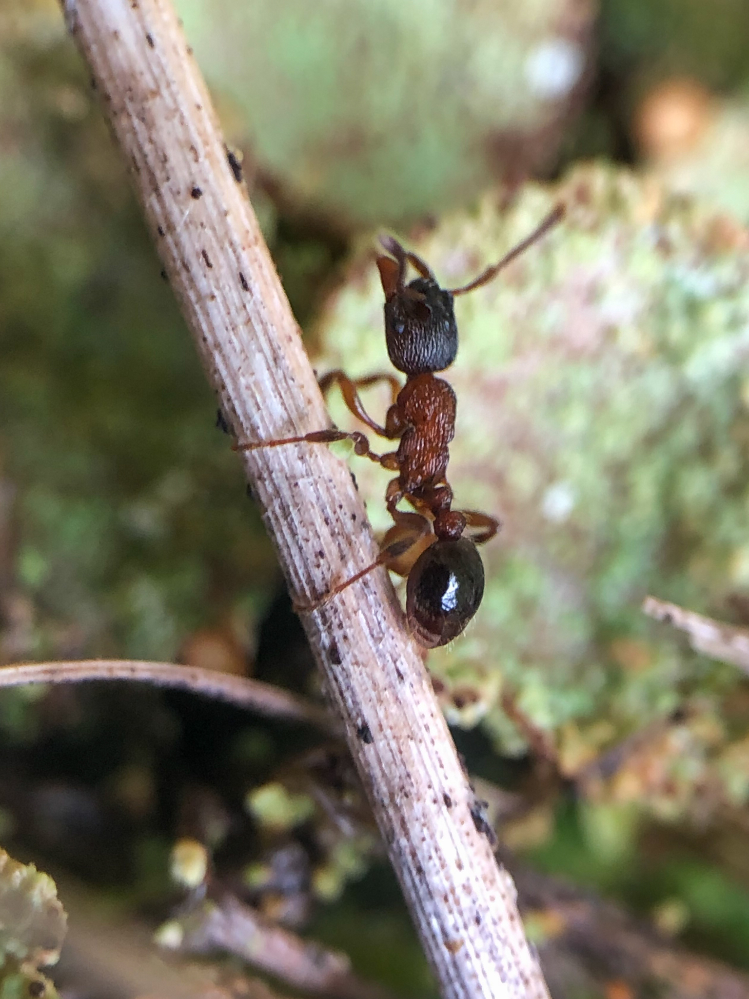 Myrmica