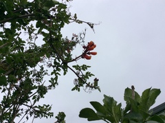 Eccremocarpus scaber