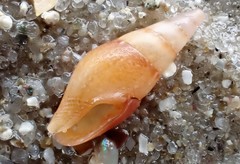 Mitrella lincolnensis