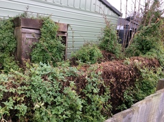 Eccremocarpus scaber