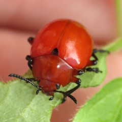 Leptinotarsa rubiginosa