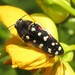 Acmaeodera gibbula - Photo (c) C. Mallory, some rights reserved (CC BY-NC), uploaded by C. Mallory