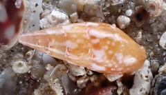 Mitrella lincolnensis