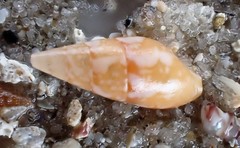 Mitrella lincolnensis