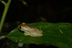 Hyperolius substriatus