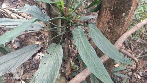 Image of Aglaonema simplex by (c) Ong Jyh Seng, some rights reserved (CC BY-SA)