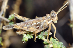 Dericorys carthagonovae