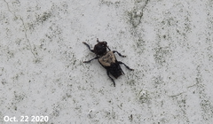 Pogonocherus dimidiatus