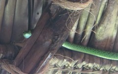 Philothamnus punctatus