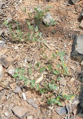 Tribulus eichlerianus