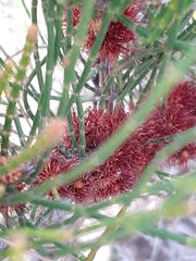 Allocasuarina paradoxa