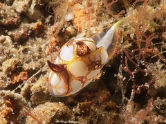 Siphopteron nakakatuwa