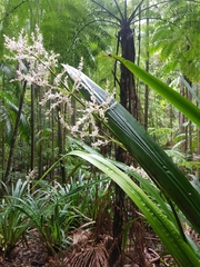 Helmholtzia glaberrima