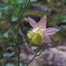 Aquilegia flavescens miniana - Photo no rights reserved, uploaded by Jess Miller-Camp