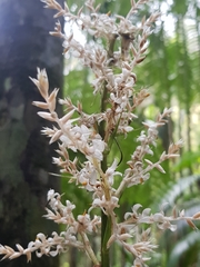 Helmholtzia glaberrima