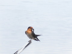 Hirundo neoxena carteri