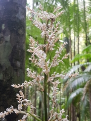 Helmholtzia glaberrima