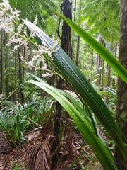 Helmholtzia glaberrima