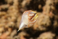 Siphopteron nakakatuwa
