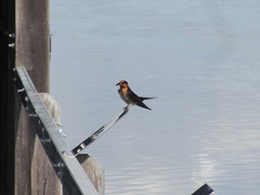 Hirundo neoxena carteri