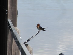 Hirundo neoxena carteri