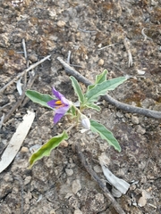 Solanum esuriale