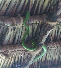 Philothamnus punctatus