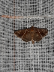 Chrysodeixis chalcites