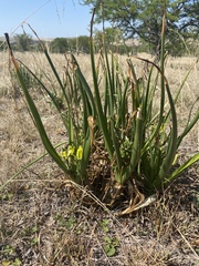 Albuca tortuosa