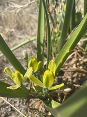 Albuca tortuosa