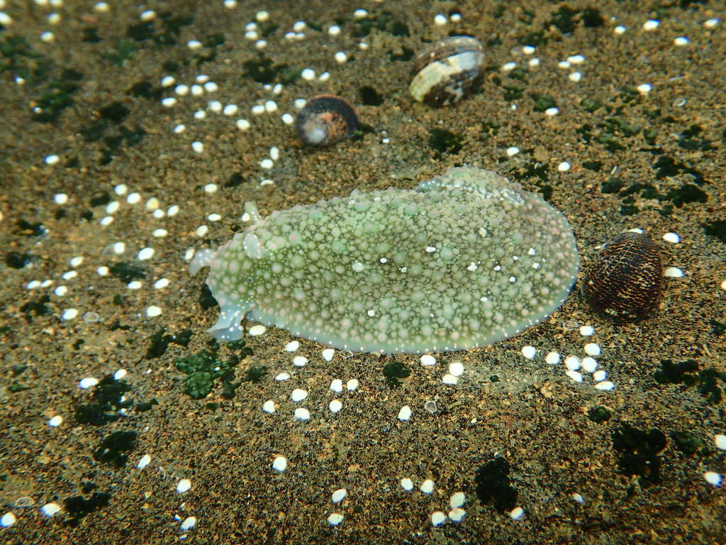 Nicaragua sea hare