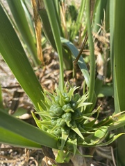Albuca tortuosa