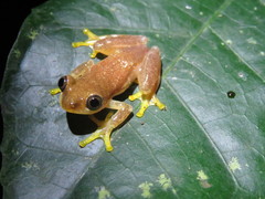 Afrixalus dorsimaculatus