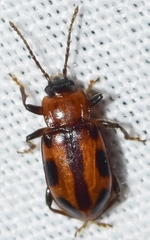 Ancylopus melanocephalus