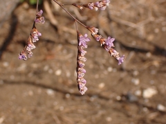 Limonium ramosissimum