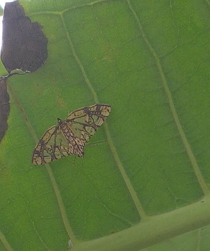 Photo of Jack Fruit Borer (Glyphodes caesalis)