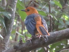 Cossypha natalensis intensa