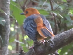 Cossypha natalensis intensa