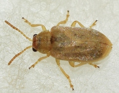 Monoxia obesula