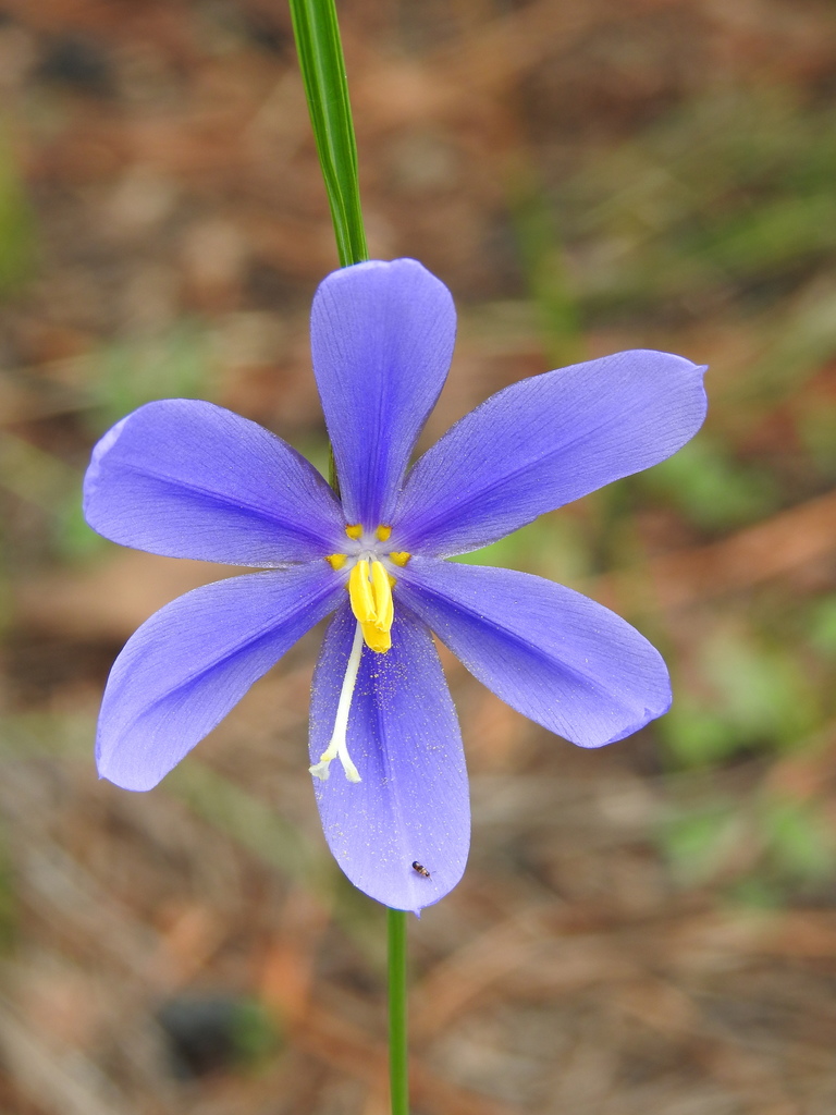 Tigridia longispatha