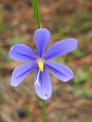 Tigridia longispatha