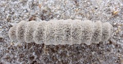 Densipora corrugata