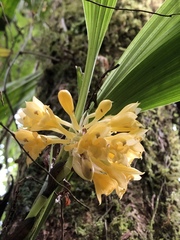 Calanthe densiflora