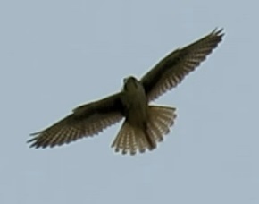 Falco mexicanus