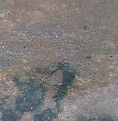 Prosotas nora ardates